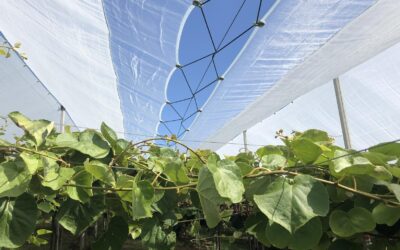 Kiwi y Cerezo: las soluciones de ARRIGONI contra el cracking y las adversidades climáticas