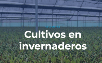 Invernaderos Multitúnel: La Tecnología de INVEUROP para Optimizar tu Producción Agrícola