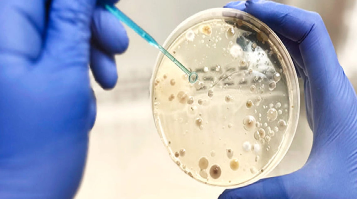 Microgaia Biotech: Biotecnología de precisión para el campo
