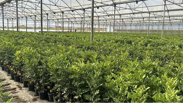 Viveros Hernandorena llega a Fruit Attraction 2025 reforzando su liderazgo en fruta de hueso y algarrobo