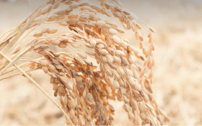 Inicio de la campaña de siega del arroz en Valencia, marcada por una afección elevada del hongo Pyricularia oryzae