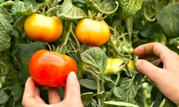 Un método rápido y económico facilita la evaluación de productos naturales como bioestimulantes en plantas