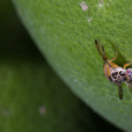 Frente a la mosca de la fruta, la mejor defensa es la prevención