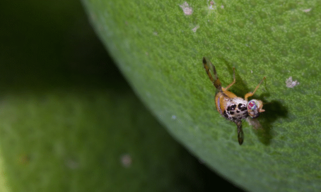 Frente a la mosca de la fruta, la mejor defensa es la prevención