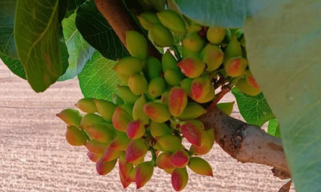 Grupo IberoPistacho: proveedor 360º para el éxito del cultivo del pistacho